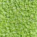 Sprinkles Conejos de Pascua Verdes